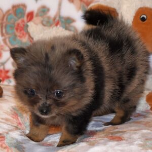 Pomeranian Puppy Precious