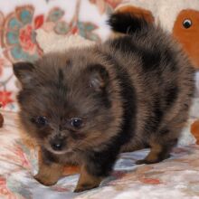 Pomeranian Puppy Precious