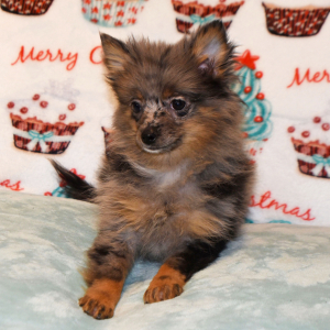 Pomeranian Puppy Precious