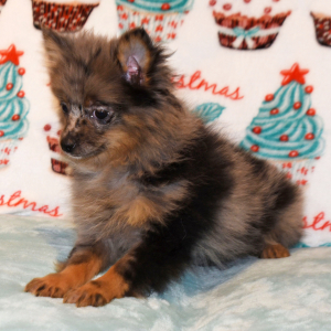 Pomeranian Puppy Precious