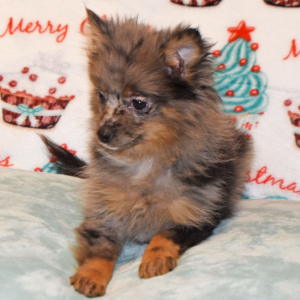 Pomeranian Puppy Precious