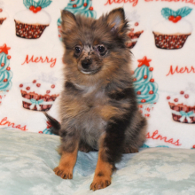 Pomeranian Puppy Precious