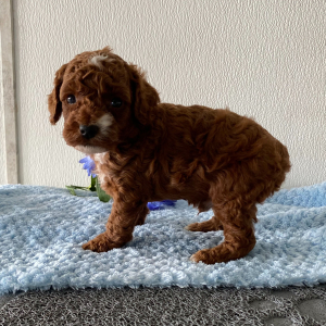 Poodle Puppy Lance
