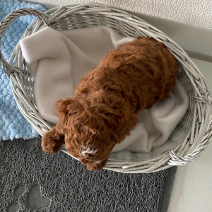 Poodle Puppy Lance