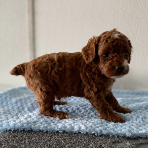Poodle Puppy Lance