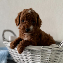 Poodle Puppy Lance
