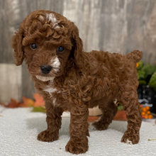 Poodle Puppy Lance