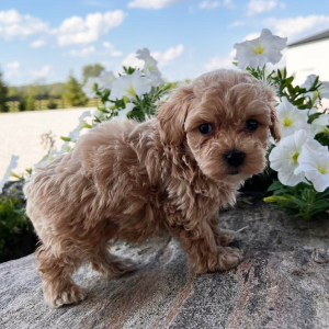 Maltipoo Puppy Cooper