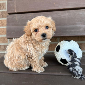 Maltipoo Puppy Cooper