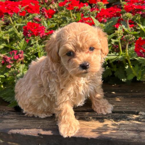Maltipoo Puppy Cooper