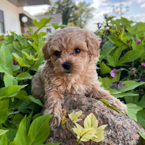 Maltipoo Puppy Cooper