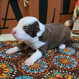 Australian Shepherd Puppy Mixer