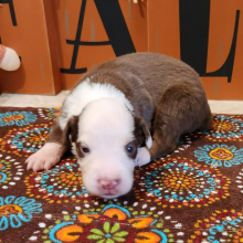 Australian Shepherd Puppy Mixer