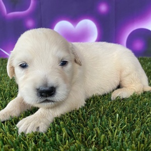Golden Retriever Puppy Jordan