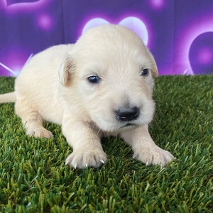 Golden Retriever Puppy Jordan