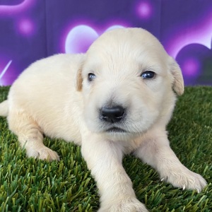 Golden Retriever Puppy Jordan