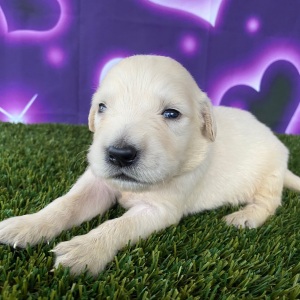 Golden Retriever Puppy Jordan