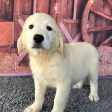Golden Retriever Puppy Jordan