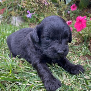 Goldendoodle Puppy Harley
