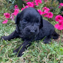 Goldendoodle Puppy Harley