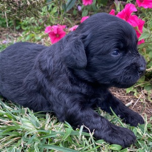 Goldendoodle Puppy Harley