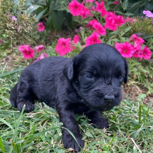 Goldendoodle Puppy Harley