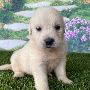 Golden Retriever Puppy Lisa