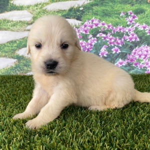 Golden Retriever Puppy Lisa