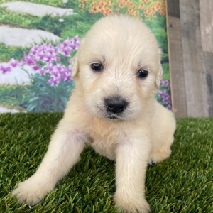 Golden Retriever Puppy Lisa