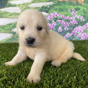 Golden Retriever Puppy Lisa