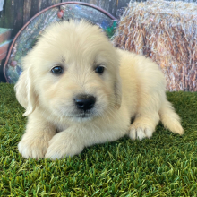 Golden Retriever Puppy Lisa