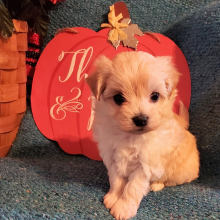 Maltipoo Puppy Annah