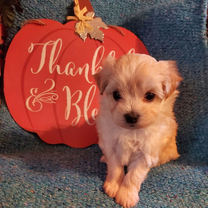 Maltipoo Puppy Annah