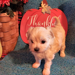 Maltipoo Puppy Annah