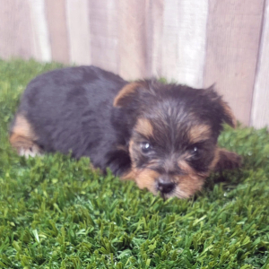 Yorkshire Terrier Puppy Nyra