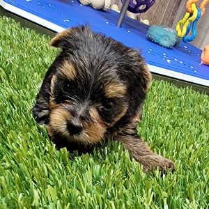 Yorkshire Terrier Puppy Nyra