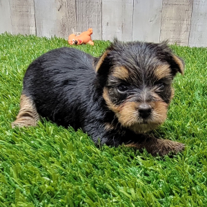 Yorkshire Terrier Puppy Nyra