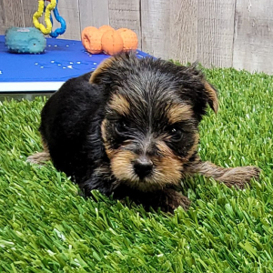 Yorkshire Terrier Puppy Nyra