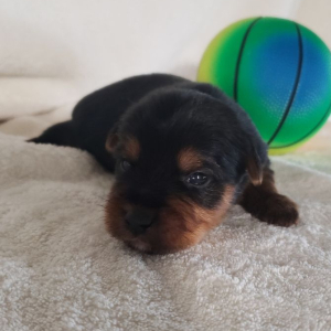 Yorkshire Terrier Puppy Karter