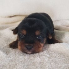 Yorkshire Terrier Puppy Karter