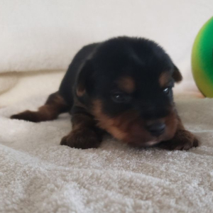 Yorkshire Terrier Puppy Karter