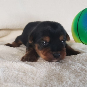 Yorkshire Terrier Puppy Karter