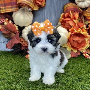 Havanese Puppy Claire