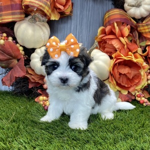 Havanese Puppy Claire