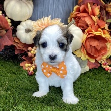 Havanese Puppy Otis