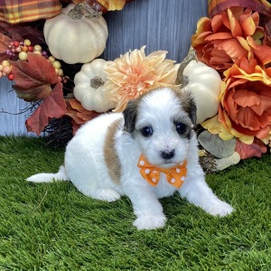 Havanese Puppy Otis
