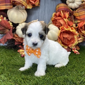 Havanese Puppy Otis