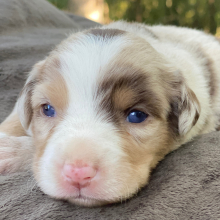 Australian Shepherd Puppy Candy Corn