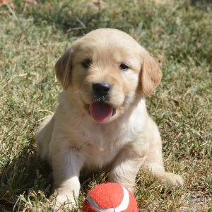 Golden Retriever Puppy Tessa