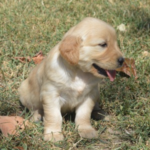 Golden Retriever Puppy Tessa